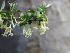 グミの花