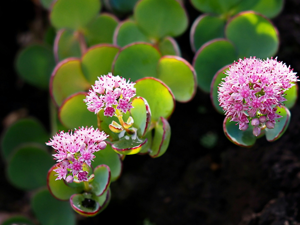 「大切なあなた」
