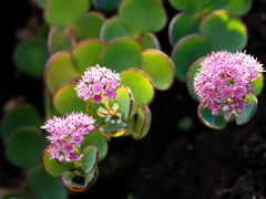 「大切なあなた」