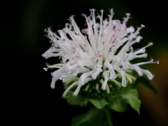 タイマツバナ