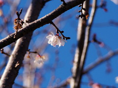 えっ、開花？