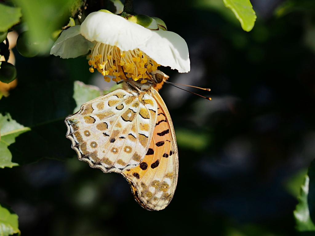 午後のひととき