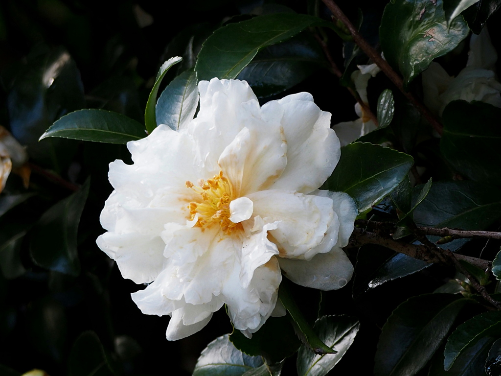 雨上がりの山茶花