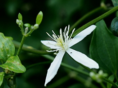 まだ咲いていた