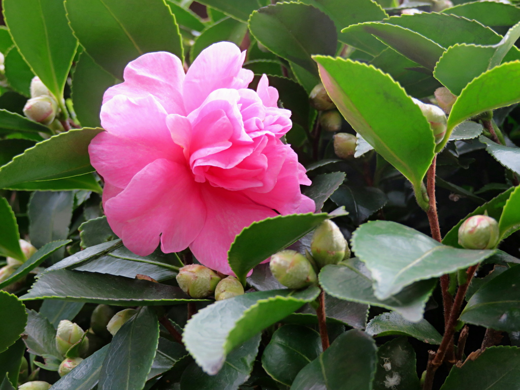 サザンカの季節