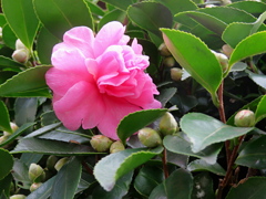 サザンカの季節