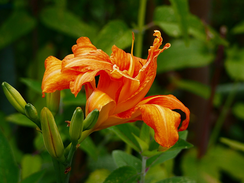 ご近所の花 (2)