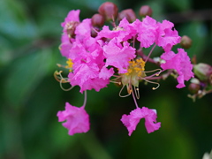 ご近所の花 ④