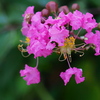 ご近所の花 ④