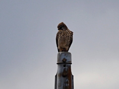 見慣れぬ鳥が