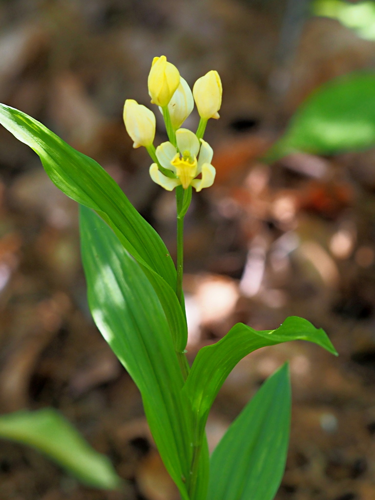 絶滅危惧種の花