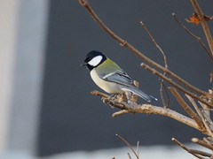 シジュウカラ (2)