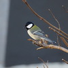 シジュウカラ (2)