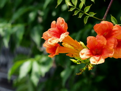 夏 ①