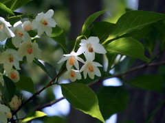 エゴノキの花