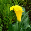 花言葉は「壮大な美」