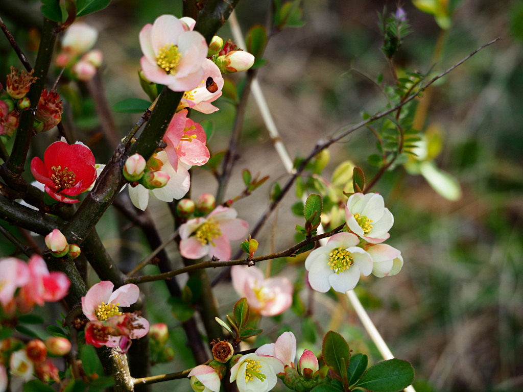 木瓜の花