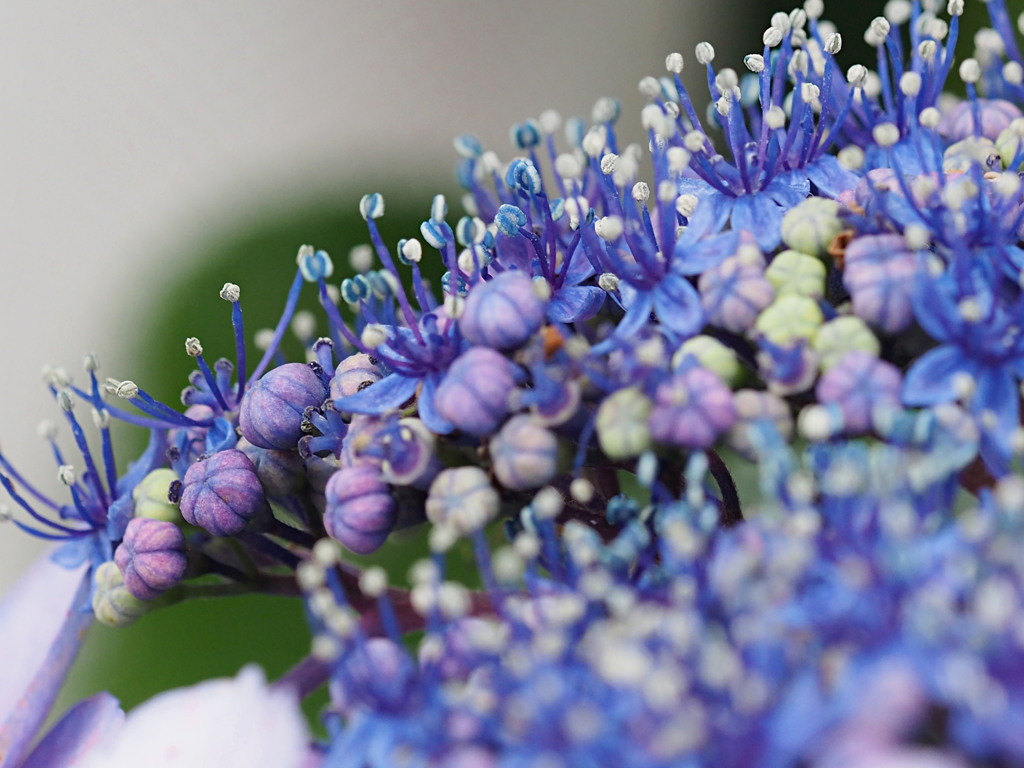 本当の花