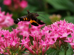 ペンタスの花壇で (2)