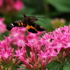 ペンタスの花壇で (2)