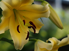花粉