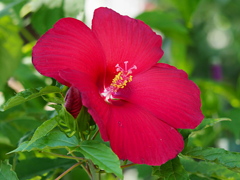 大きな花