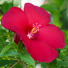 大きな花