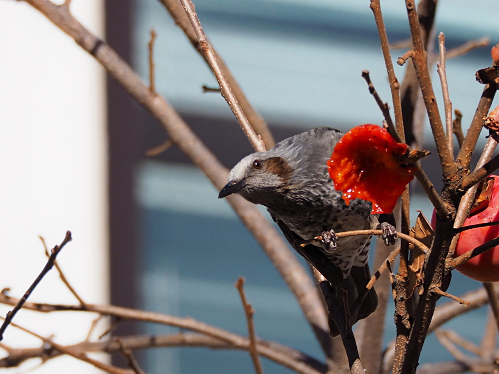 今日はヒヨドリ