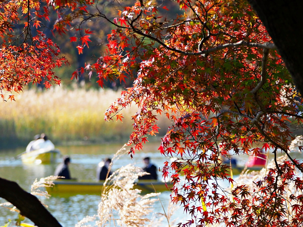 それぞれの紅葉狩り