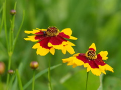 ご近所の花 (3)