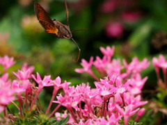 ペンタスの花壇で (1)