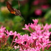 ペンタスの花壇で (1)