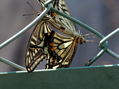 アゲハ♂♀