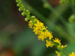 ひっつき虫