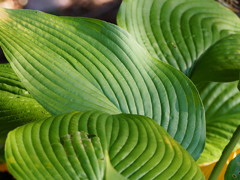 まだ緑