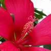 蕊