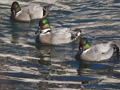 ヨシガモ三兄弟 