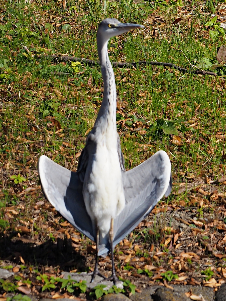 トーテムポール