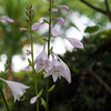 木蔭のギボウシ
