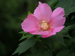 芙蓉