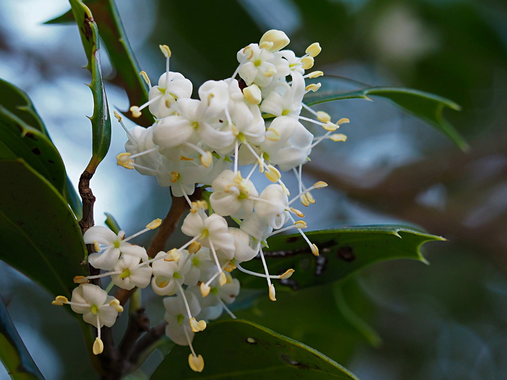 ヒイラギの花 ②