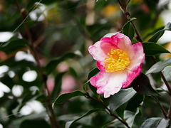 サザンカの季節 ②