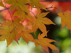 オオモミジの黄葉