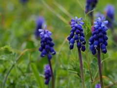 好きな花 ②