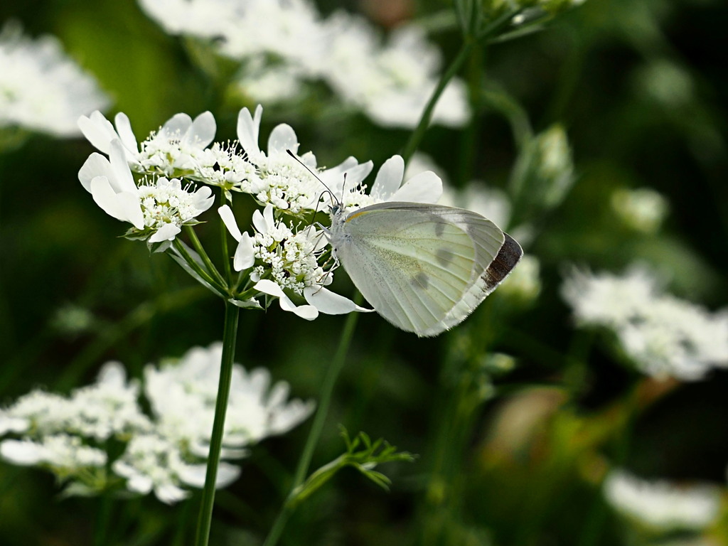 white＆white
