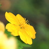 一重のヤマブキ