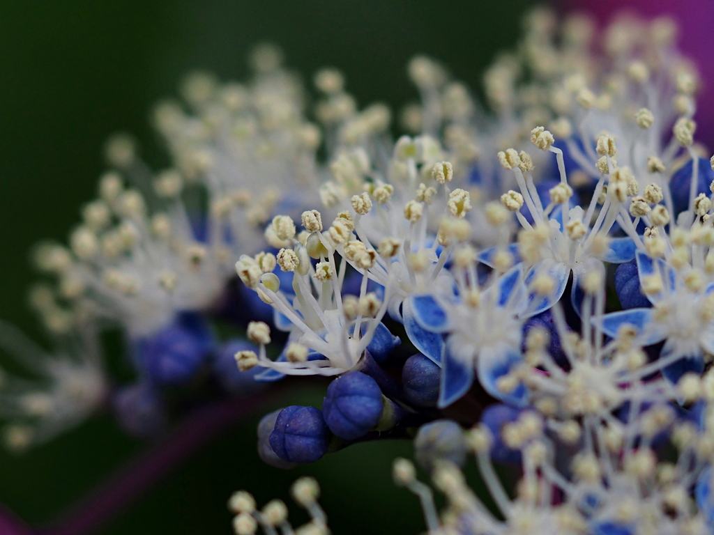 アジサイの花