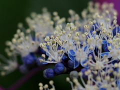 アジサイの花