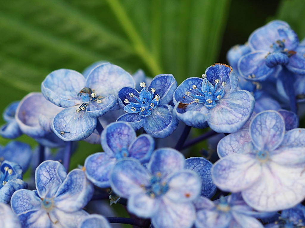 オタフクアジサイにも花が・・・