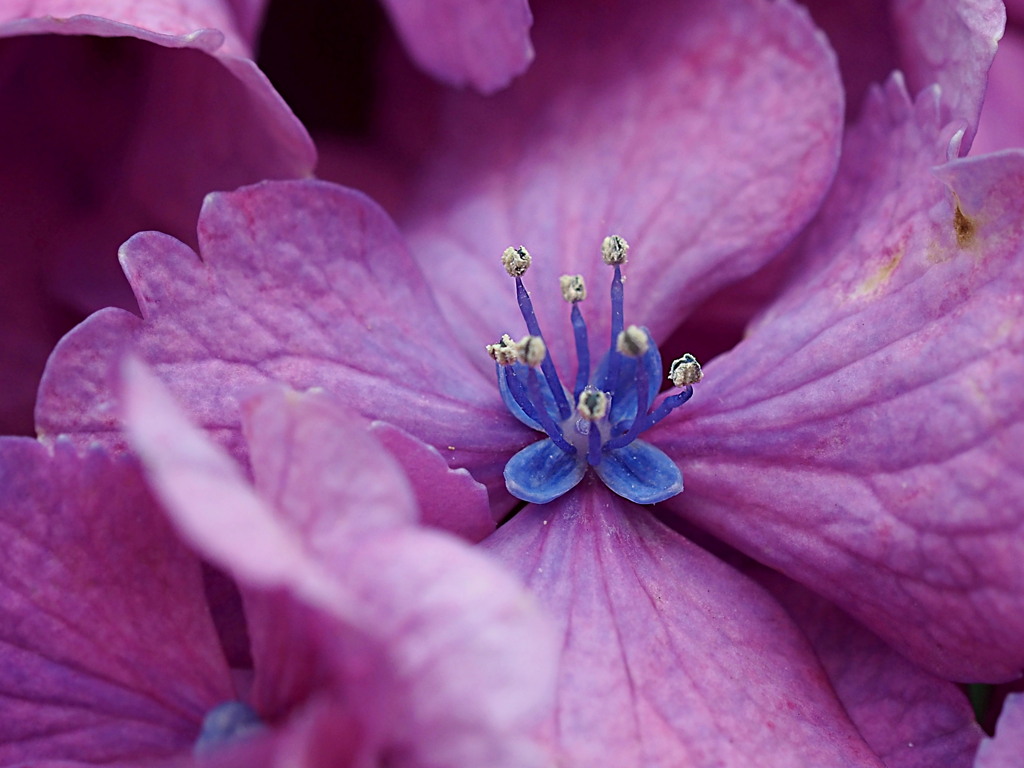 小さな花